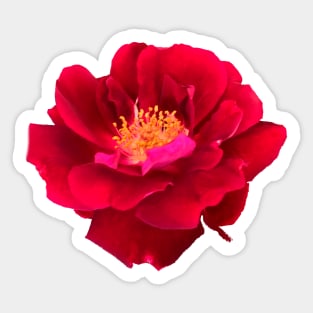 Red Flower Yellow Center Camellia Sticker